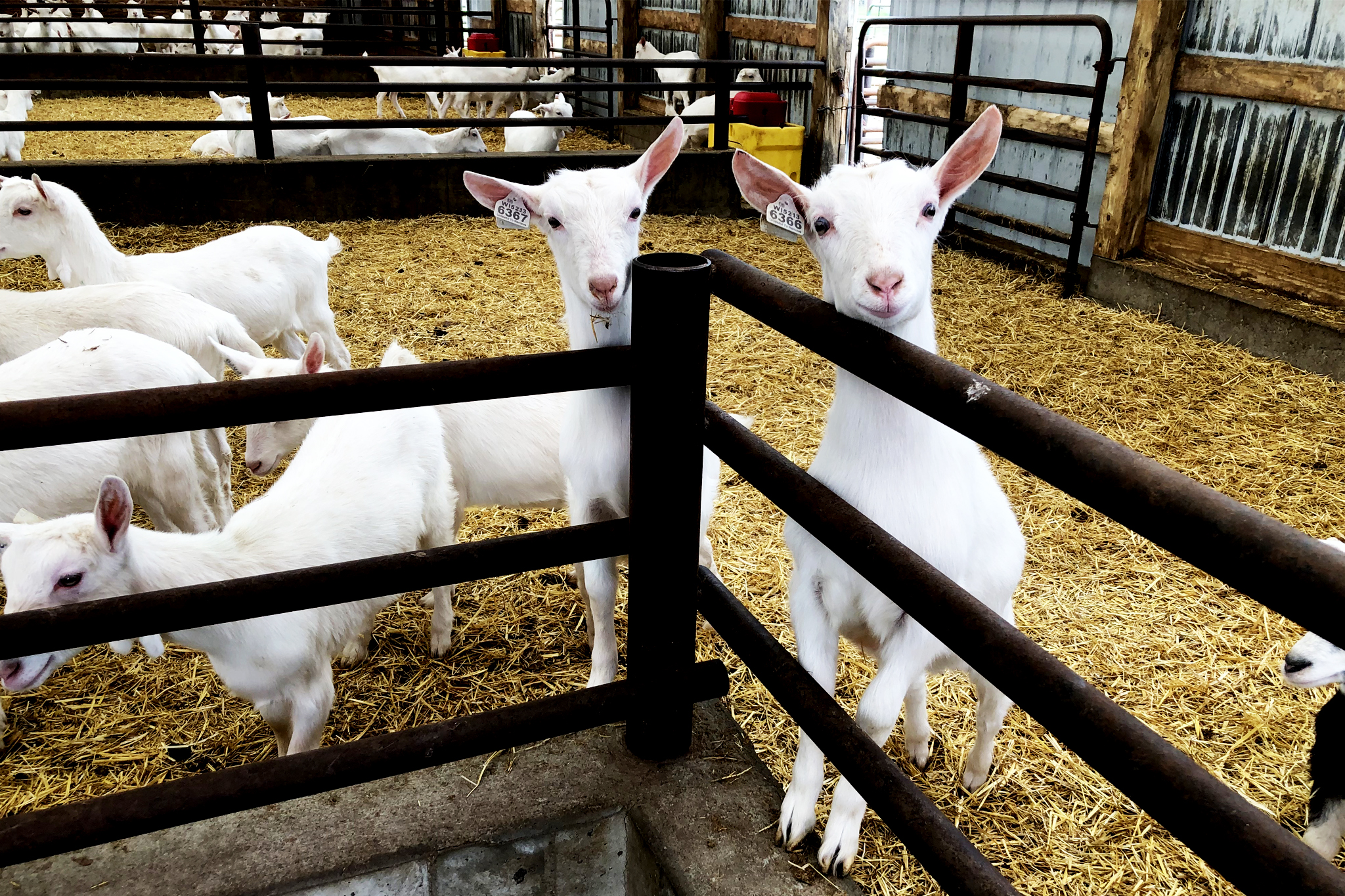 Blakesville Creamery