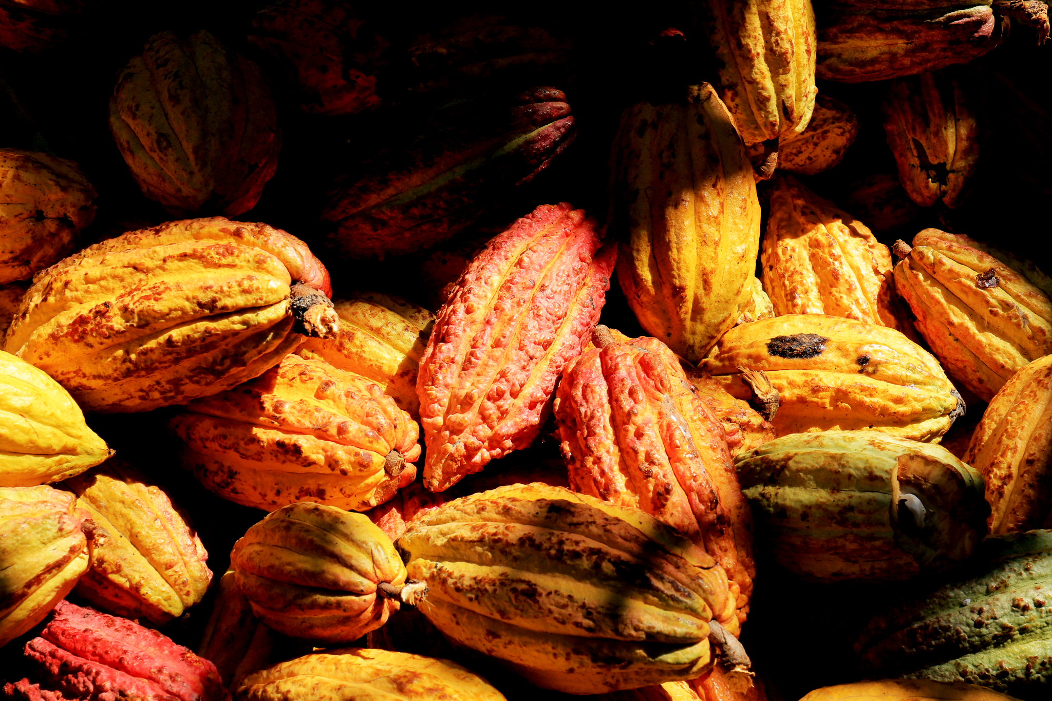 Chocolaterie de l'Opera