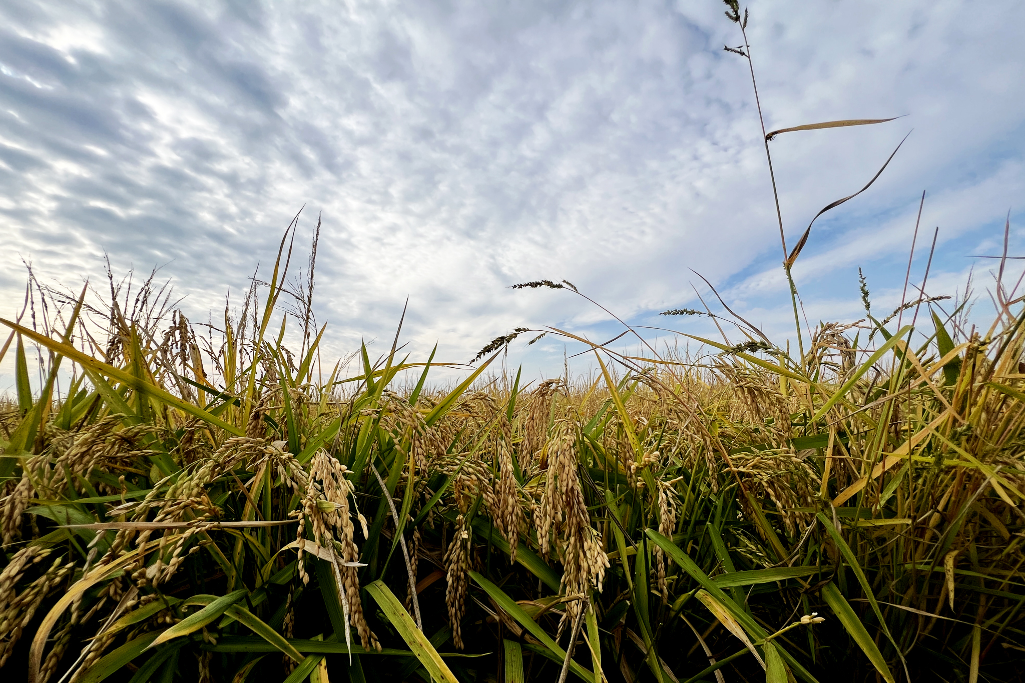 Gli Aironi Risi & Co