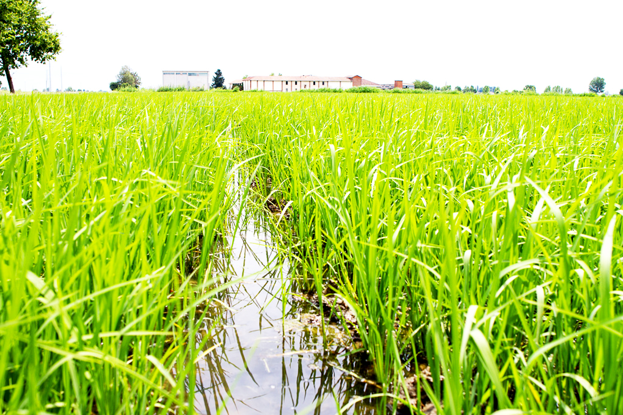 Gli Aironi Risi & Co