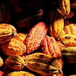 Chocolaterie de l'Opera