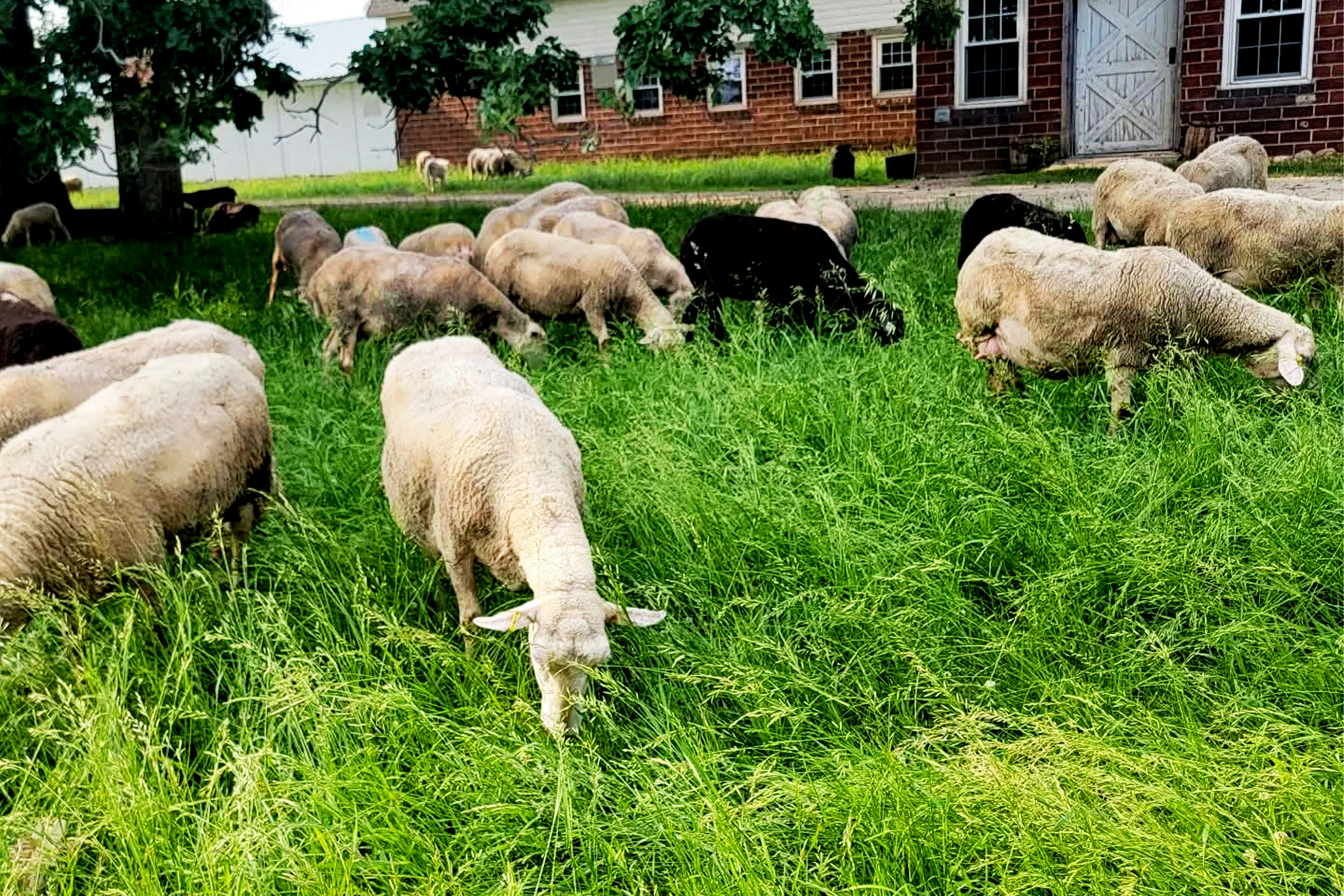 Shepherd's Way Farms